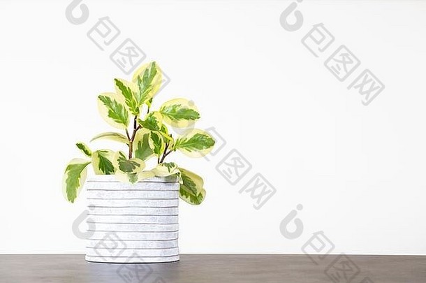 Peperomia houseplant位于混凝土桌上的白色花盆中，与白色背景隔离，并留有空间