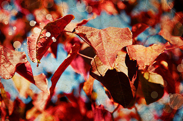 一棵樱桃树的红叶映衬着蓝天，美丽多彩的秋叶。复古风格