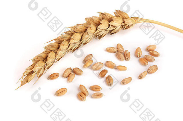 白色背景下分离的小麦的谷粒和穗。俯视图