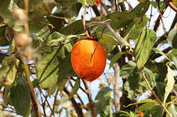 成熟的橙色朝鲜文柿子<strong>树</strong>重栅蓝色的天空秋天南韩国