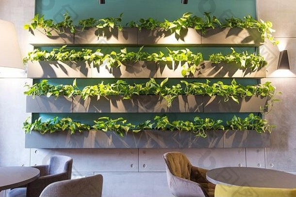 绿色植物木能货架上现代咖啡馆室内