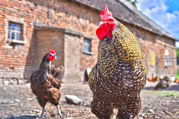 传统自由放养家禽农场的公鸡和鸡。