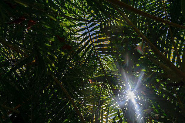 很多棕榈叶子覆盖天空太阳梁可见叶子