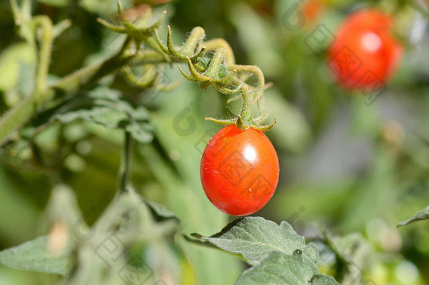 樱桃西红柿茄属植物lycopersicum成熟
