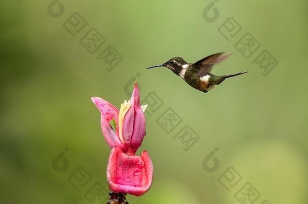 哥伦比亚热带森林中，紫喉木星盘旋在粉色花朵旁，鸟儿从花园里的花朵中吮吸花蜜，美丽的蜂鸟带着翅膀