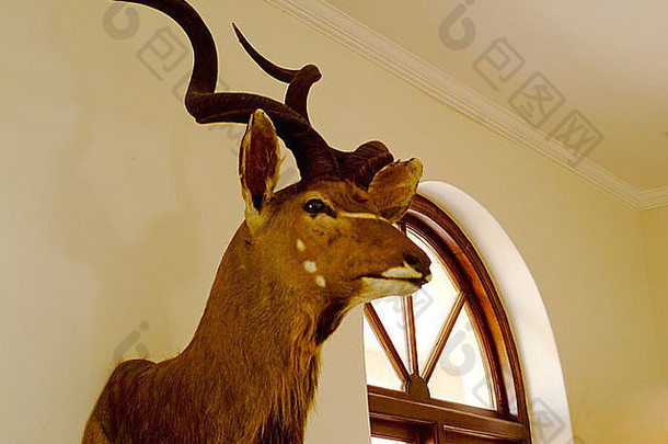 南非一家乡村酒店门厅里的一个大羚羊头像奖杯
