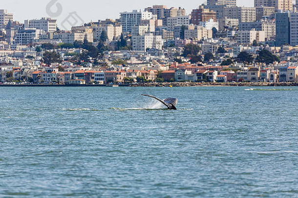 罕见的瞄准妈妈。座头鲸鲸鱼megaptera诺瓦洋利亚婴儿游泳内部三旧金山湾城市视图背景