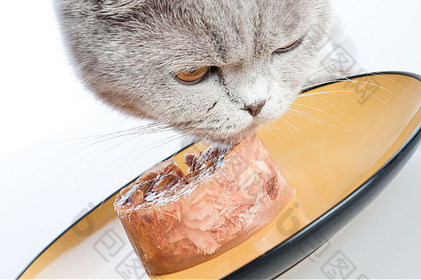 猫吃块肉空板