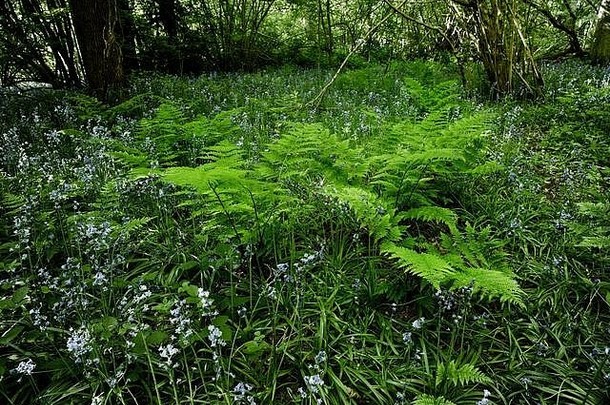 春天的阳光下，英国萨里郡，英国，欧洲，树林里的蕨类植物丛生，推着新的树冠