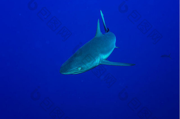 灰色的礁鲨鱼游泳蓝色的鲨鱼潜水眩晕做吧岛密克罗尼西亚