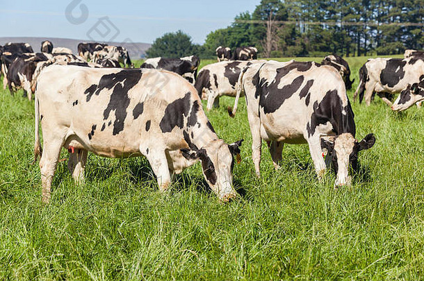 奶牛养殖场弗里斯兰奶牛动物特写照片在夏季绿色的山区牧场。