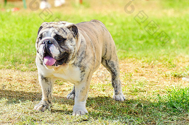 一只小的、年轻的、漂亮的、浅褐色斑纹的、白色的英国牛头犬站在草地上，伸出舌头向外看