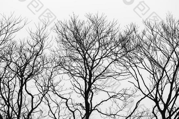 黑色和白色的干树背景
