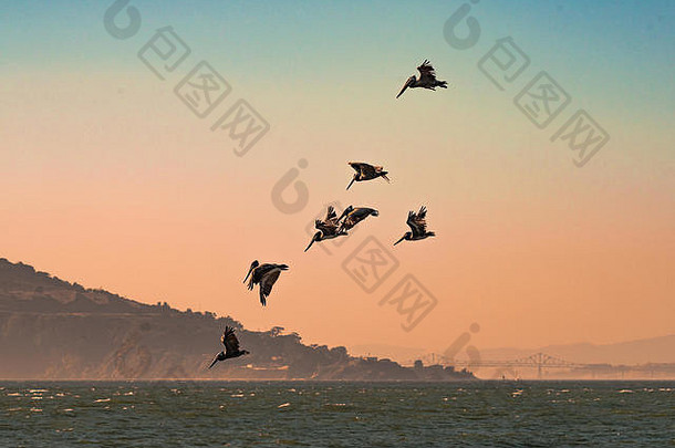 棕色（的）鹈鹕飞行太平洋海洋三旧金山湾湾桥山背景