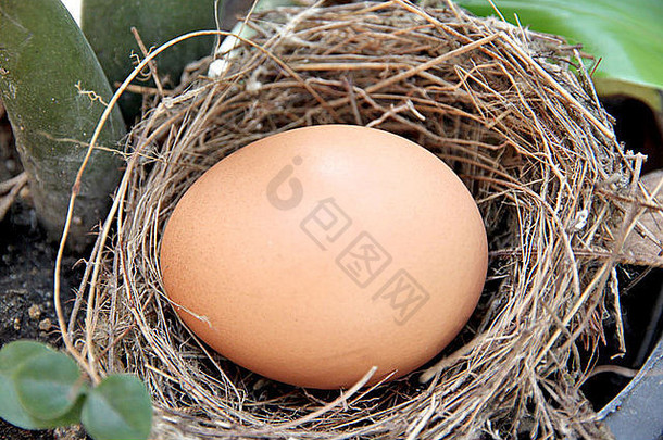 这幅画在巢里孵蛋。