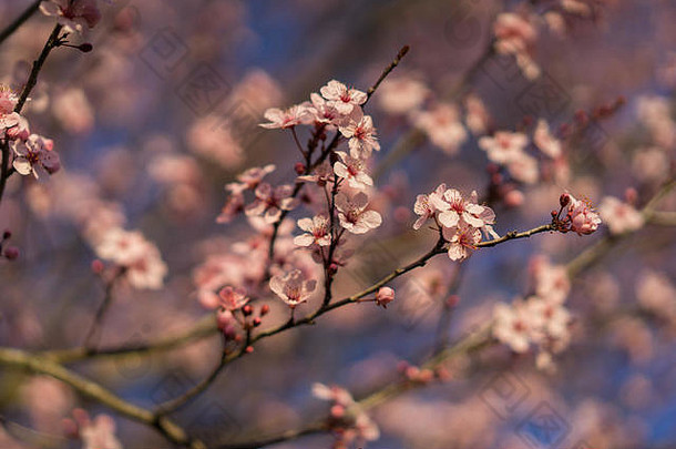 佐治亚州春天阳光明媚的日子里，樱花盛开