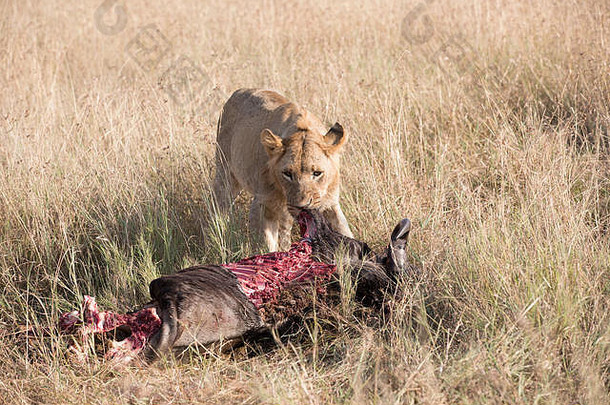 非洲坦桑尼亚，一头狮子正在捕杀角马。
