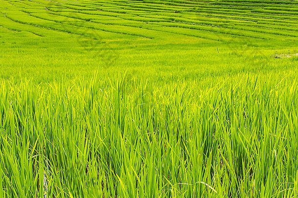 Maeglangluang Karen村Doi inthanon美丽的绿色水稻梯田