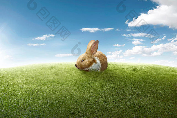 蓝天背景下绿色草坪上的滑稽兔子