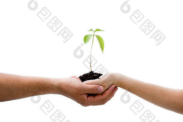 一种用两只手从棕榈树上长出来的新植物