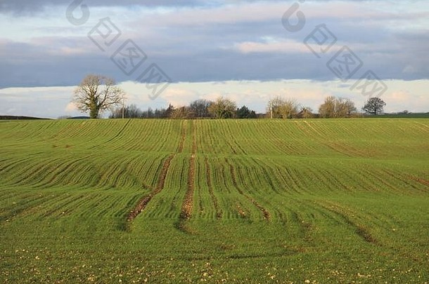 冬天犁过的田地里的平行线景观；<strong>英国风景</strong>，北安普敦郡，2020年1月