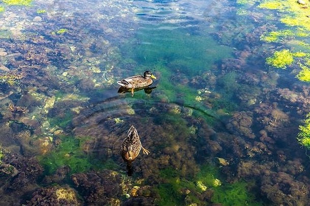 瑞典马尔默，Västra Hamnen，波罗的海前的一条小<strong>溪口</strong>，水生花卉和两只鸭子