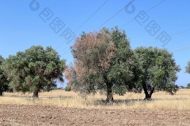 橄榄树受Puglia中细菌xylella苛求的影响