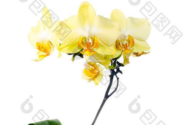 开花枝黄色兰花，蝴蝶兰是在白色背景上分离出来的