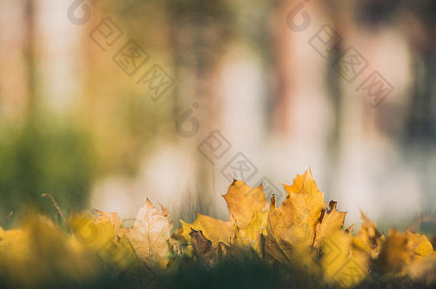 绿色草地上的黄色秋天枫叶。波基模糊的艺术背景