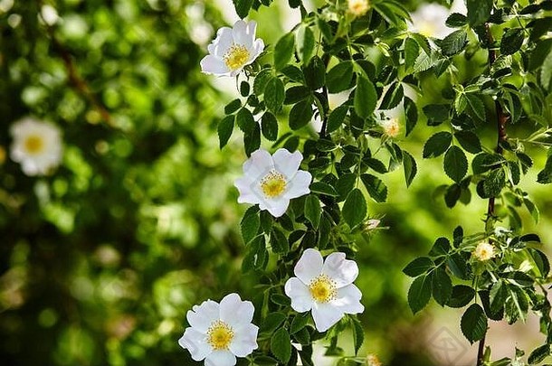 美丽的春天荆棘枝（狗玫瑰或玫瑰），它可以用作背景。白花、嫩芽、绿叶