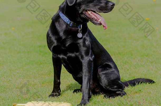 坐着的黑色拉布拉多猎犬，脚边放着一个狗玩具。