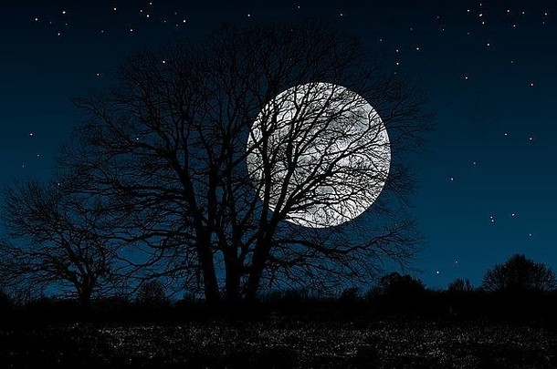 森林神秘的完整的月亮背景