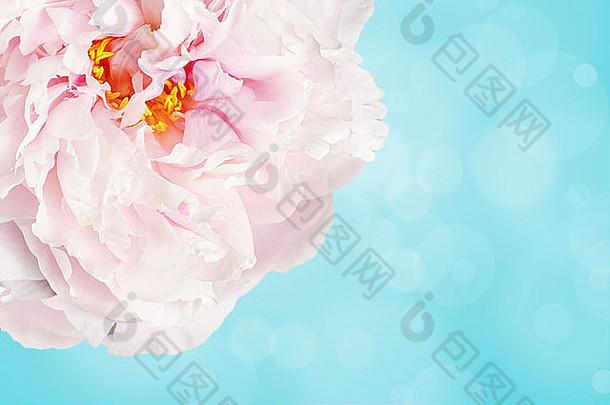 美丽的淡粉色牡丹花，浅蓝色背景，带有波基、清新或春天的概念