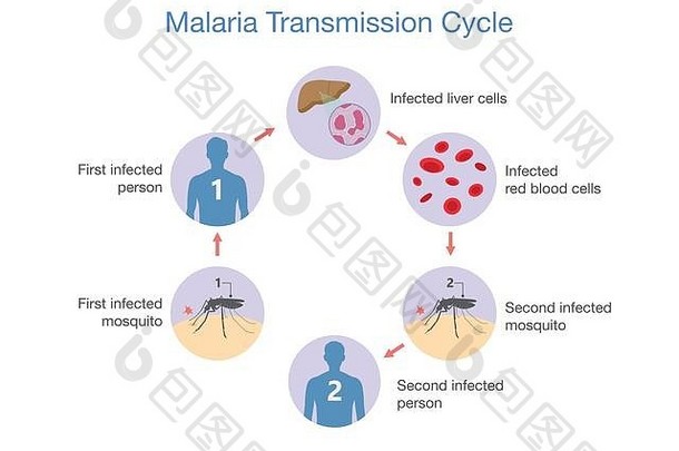 显示疟疾传播周期的插图。