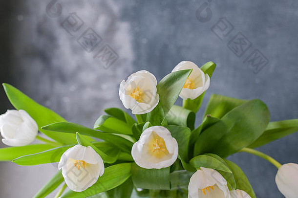 一束白色郁金香插在花瓶里，背景为灰色。鲜花作为礼物送给你最喜欢的人。间谍