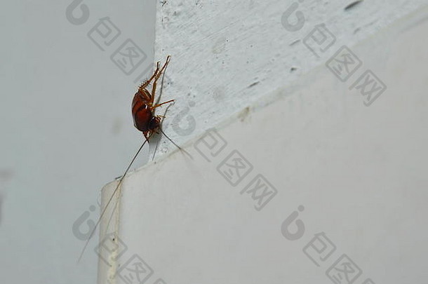 蟑螂爬行浴室墙