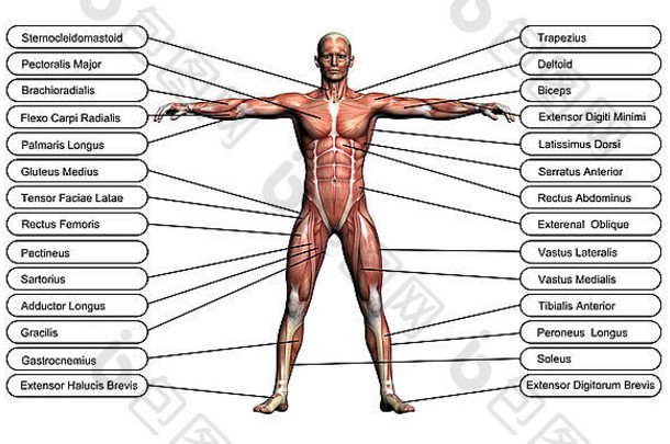 高决议概念概念上的人类解剖学肌肉孤立的白色背景比喻身体
