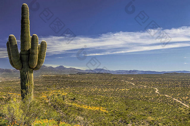 2017年春天，美国亚利桑那州圣卡洛斯阿帕奇国家索诺兰沙漠橄榄石台地盛开