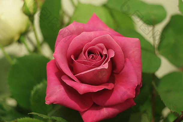 单瓣红玫瑰象征着爱与美