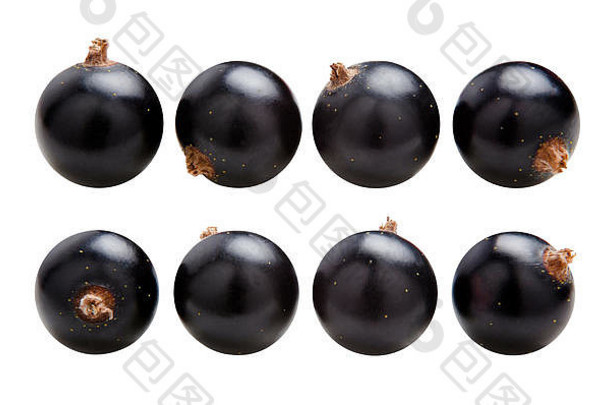 黑色的醋栗成熟的多汁的浆果黑色的醋栗孤立的白色背景