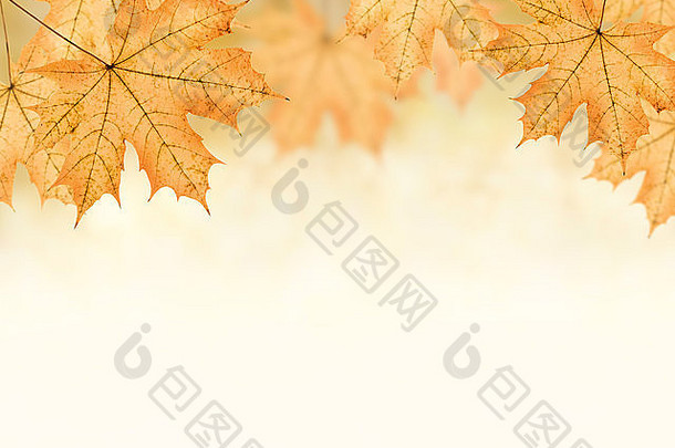 秋天背景大黄色的枫木叶水平照片拼贴画