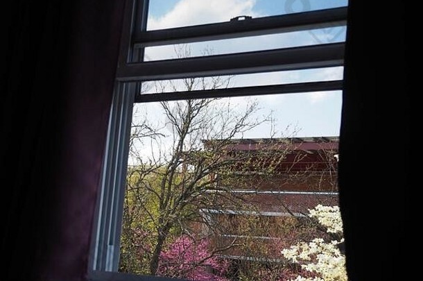 在一次呆在家里的隔离令中，透过黑暗房间的窗户可以看到春天开始开花的树木。