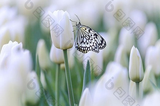 白蝴蝶在长着白郁金香的田野里