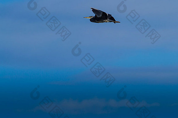 一只灰鹭飞离安特里姆北部海岸