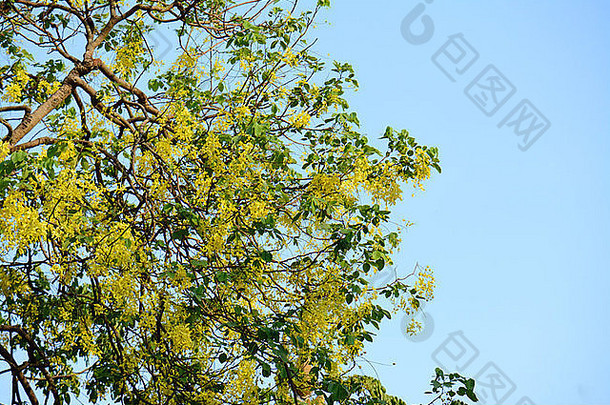 美丽的金淋浴花桂皮瘘泰国花花园