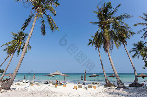 在<strong>富国</strong>岛的暑假白色沙滩椰子树/棕榈树晴朗的蓝天