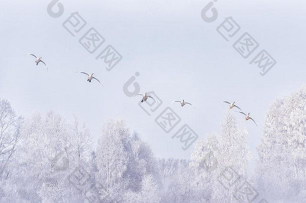 一群天鹅飞过湖面。俄罗斯阿尔泰地区索维茨基区乌鲁扎伊诺耶村斯维特洛耶湖勒贝迪尼天鹅自然保护区