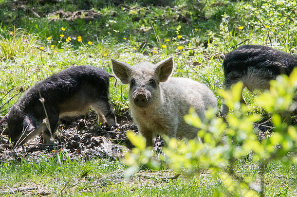年轻的白色多毛的猪相机品种匈牙利mangalica俄罗斯克拉斯诺达尔地区