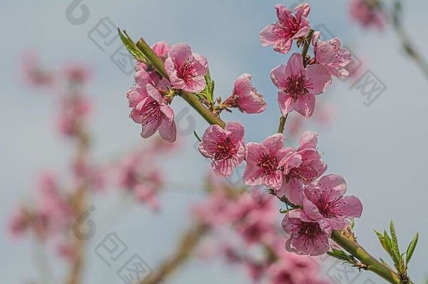 绿色背景上的粉红色花朵。春天的花朵背景是粉红色的花朵。特写艺术效果。