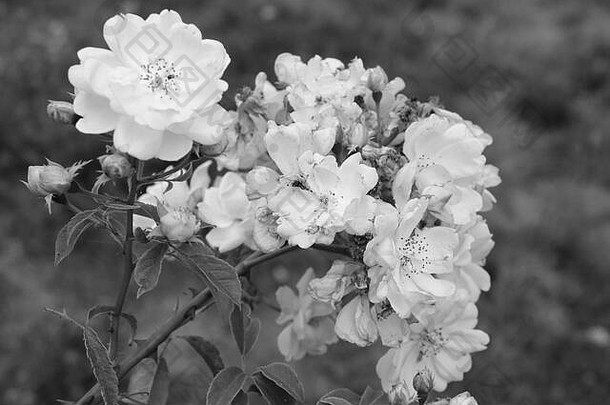 玫瑰味蕾花园黑色的白色照片